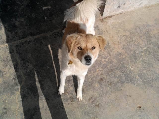 family' dog