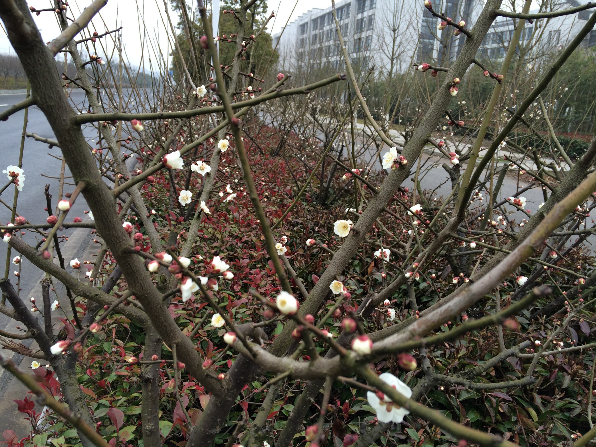 桃花盛开
