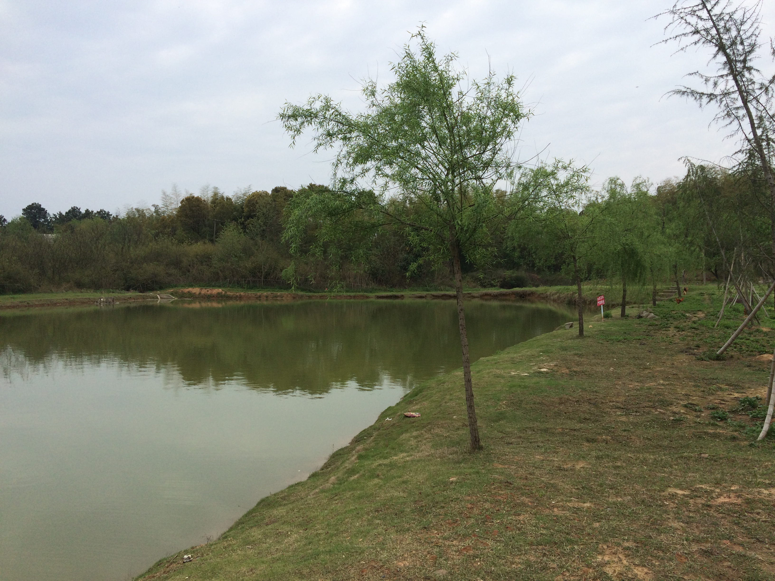 微风，青草，绿水，垂柳