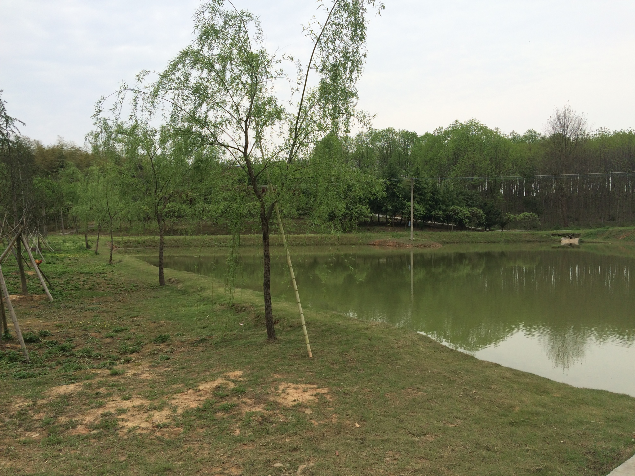 微风，青草，绿水，垂柳