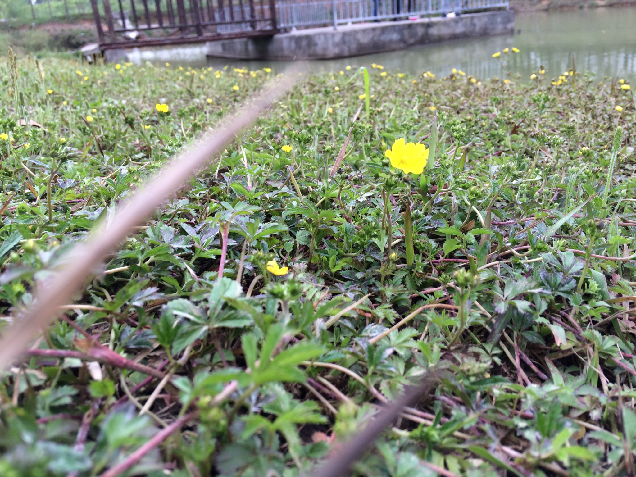 一只可爱的花朵（旁边好像有其他花朵抢镜头）
