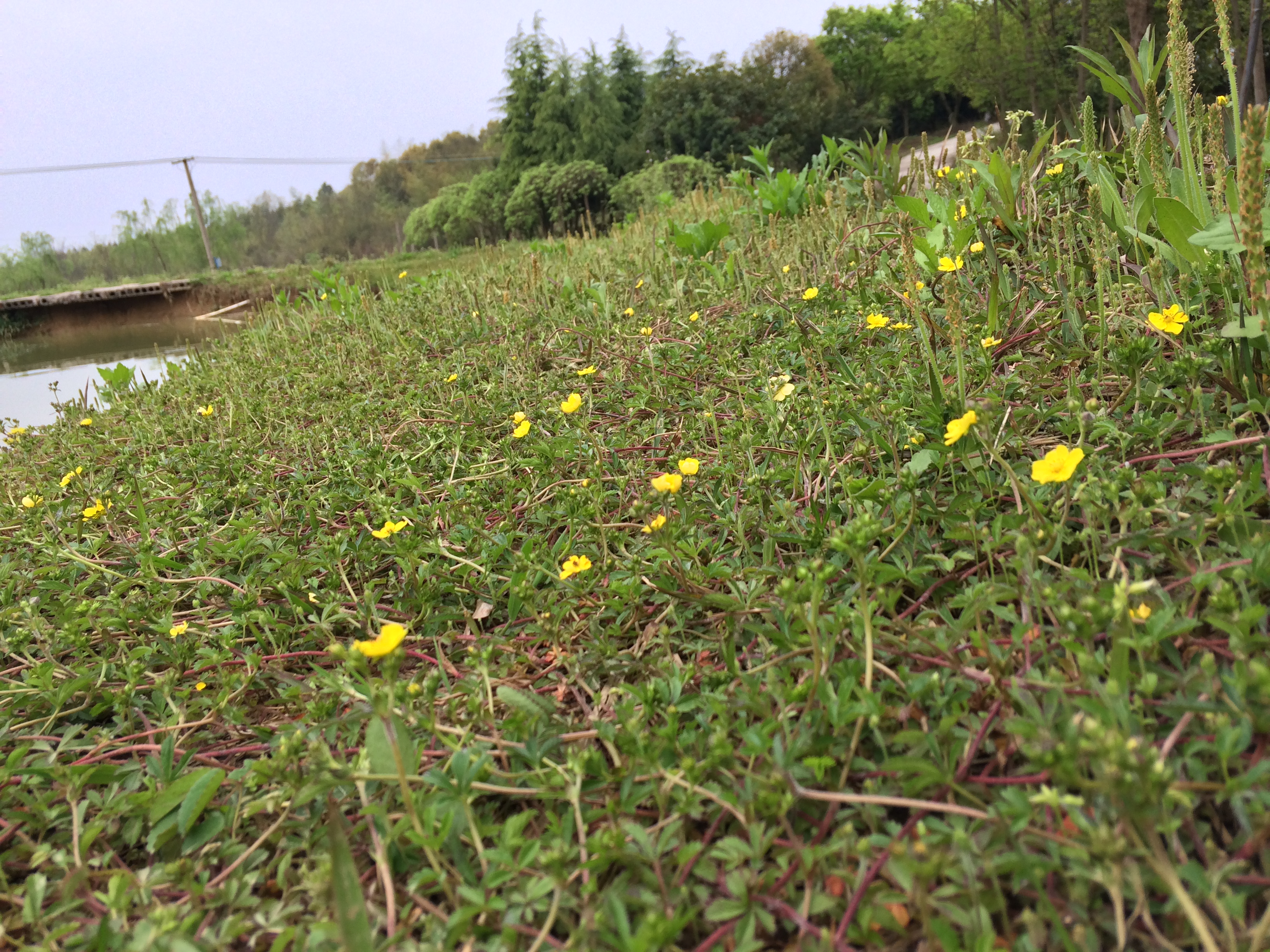 一群可爱的小花朵