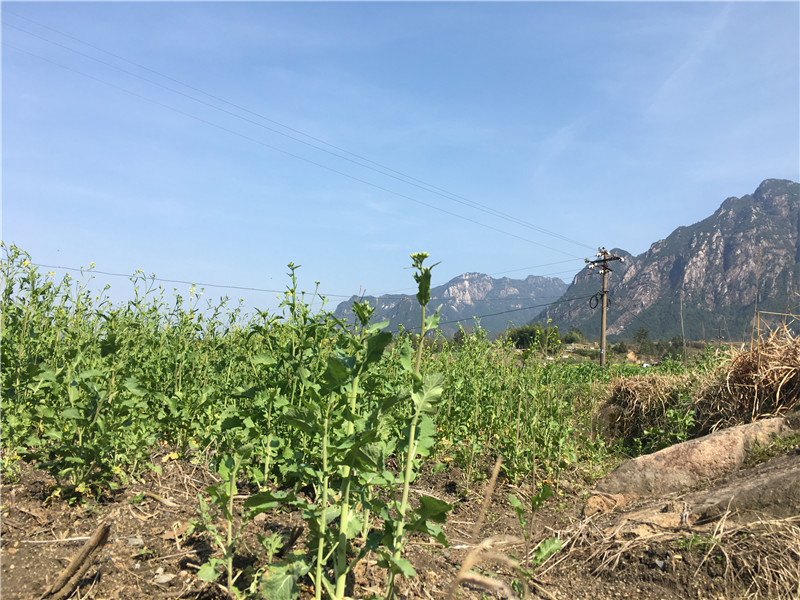 我真的不是拍油菜花