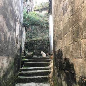 可爱的喵喵