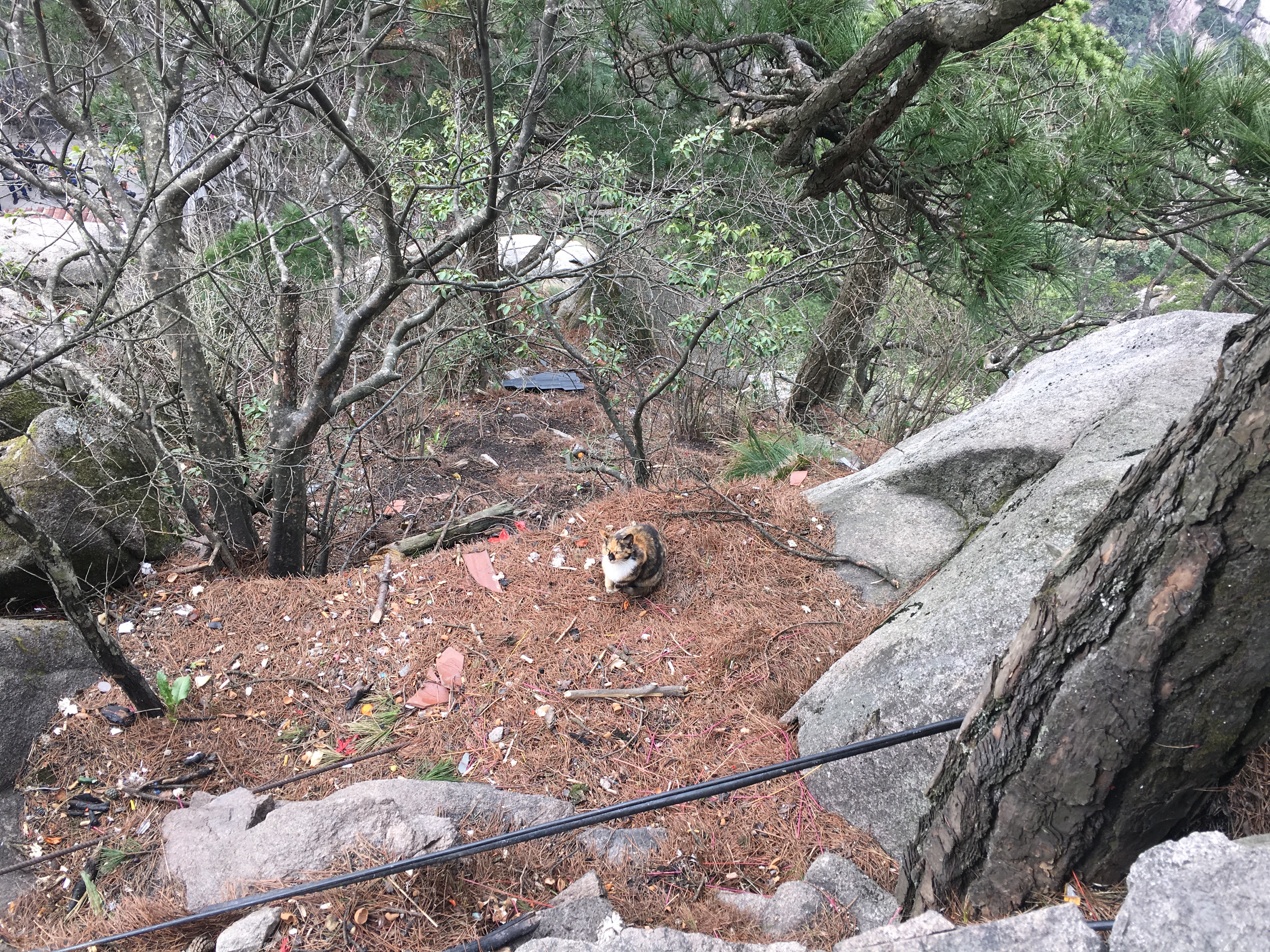 山顶遇到的小猫