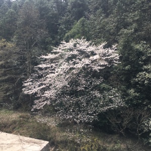 下山途中看到的
