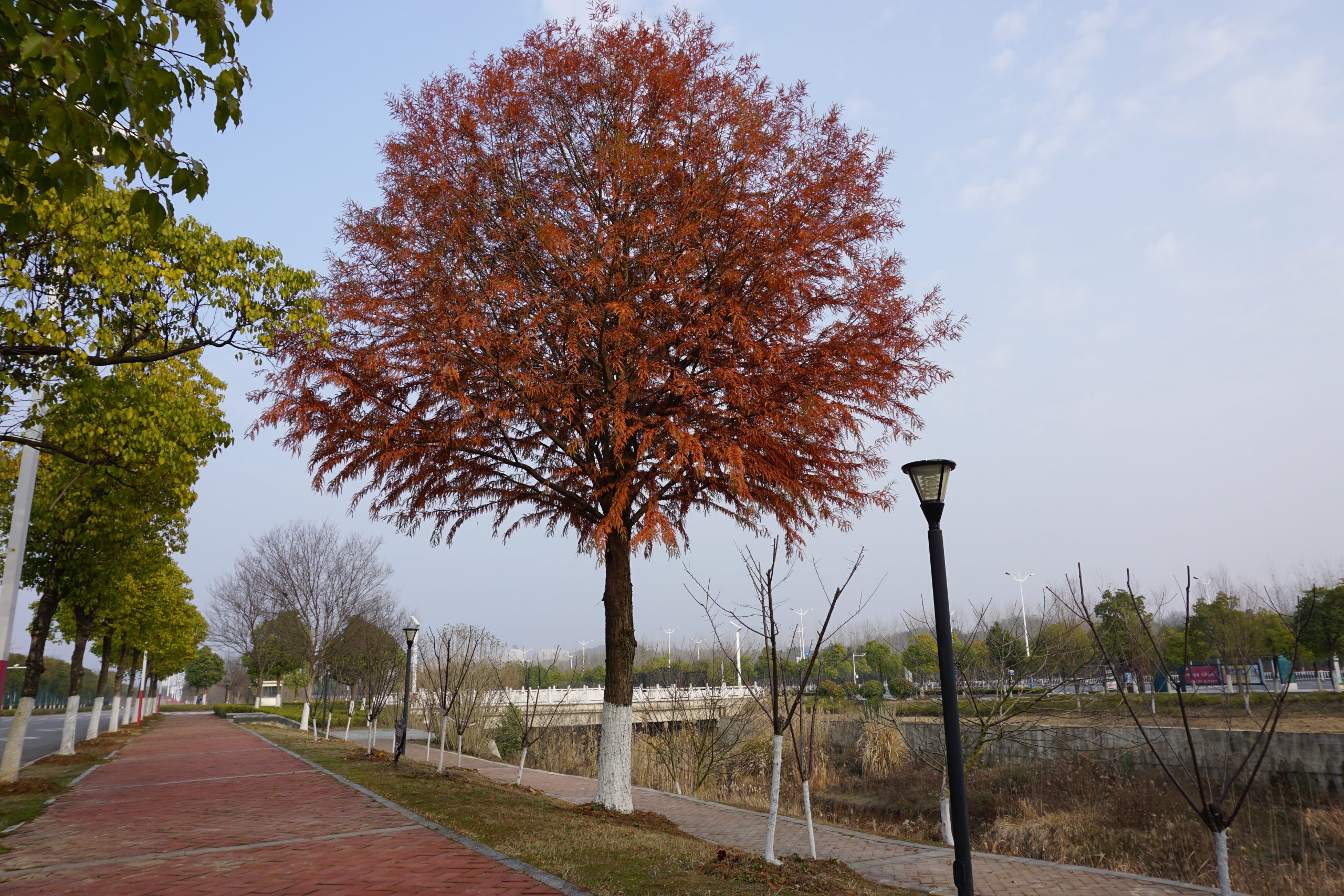 大红树